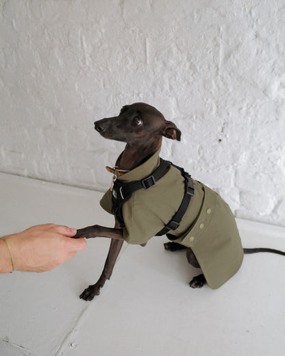 Italian Greyhound Waterproof Raincoat