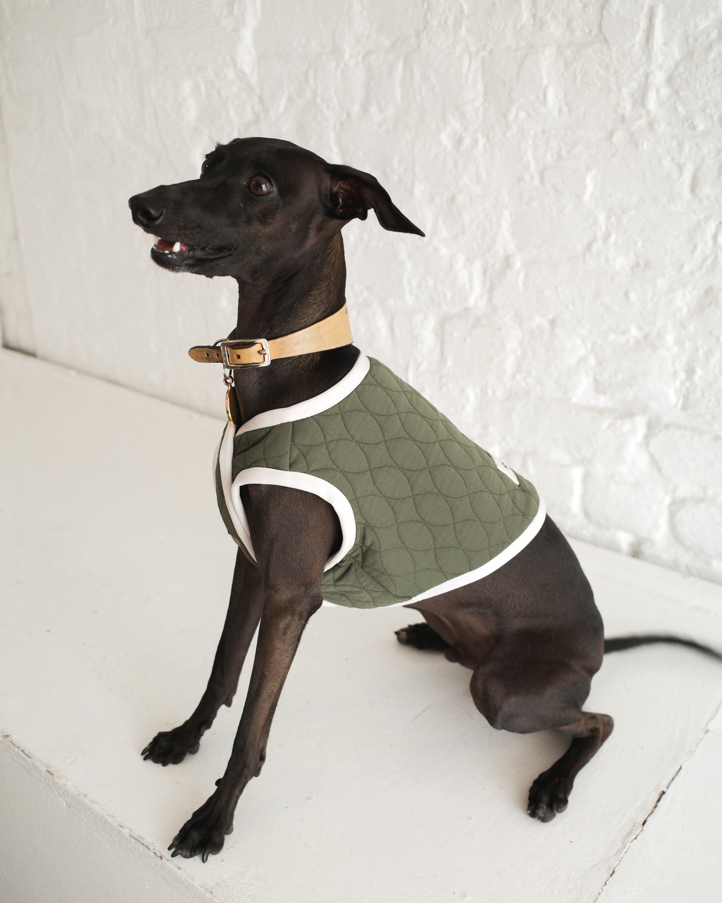 Iggy wearing a green quilted coat sitting on a white floor.