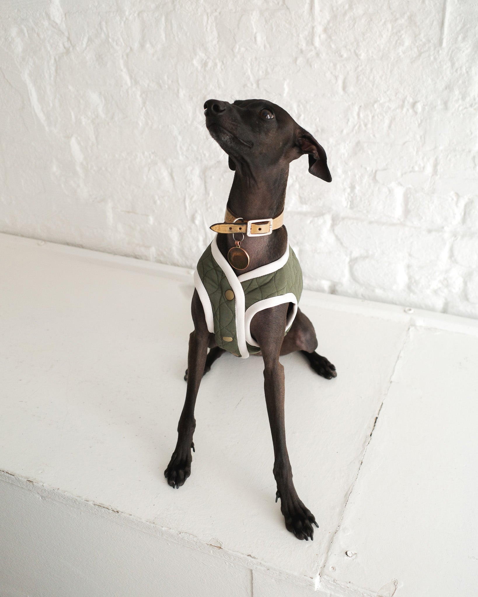 Black Italian greyhound wearing a designer green vest