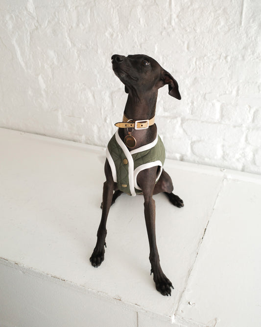 Black Italian greyhound wearing a designer green vest