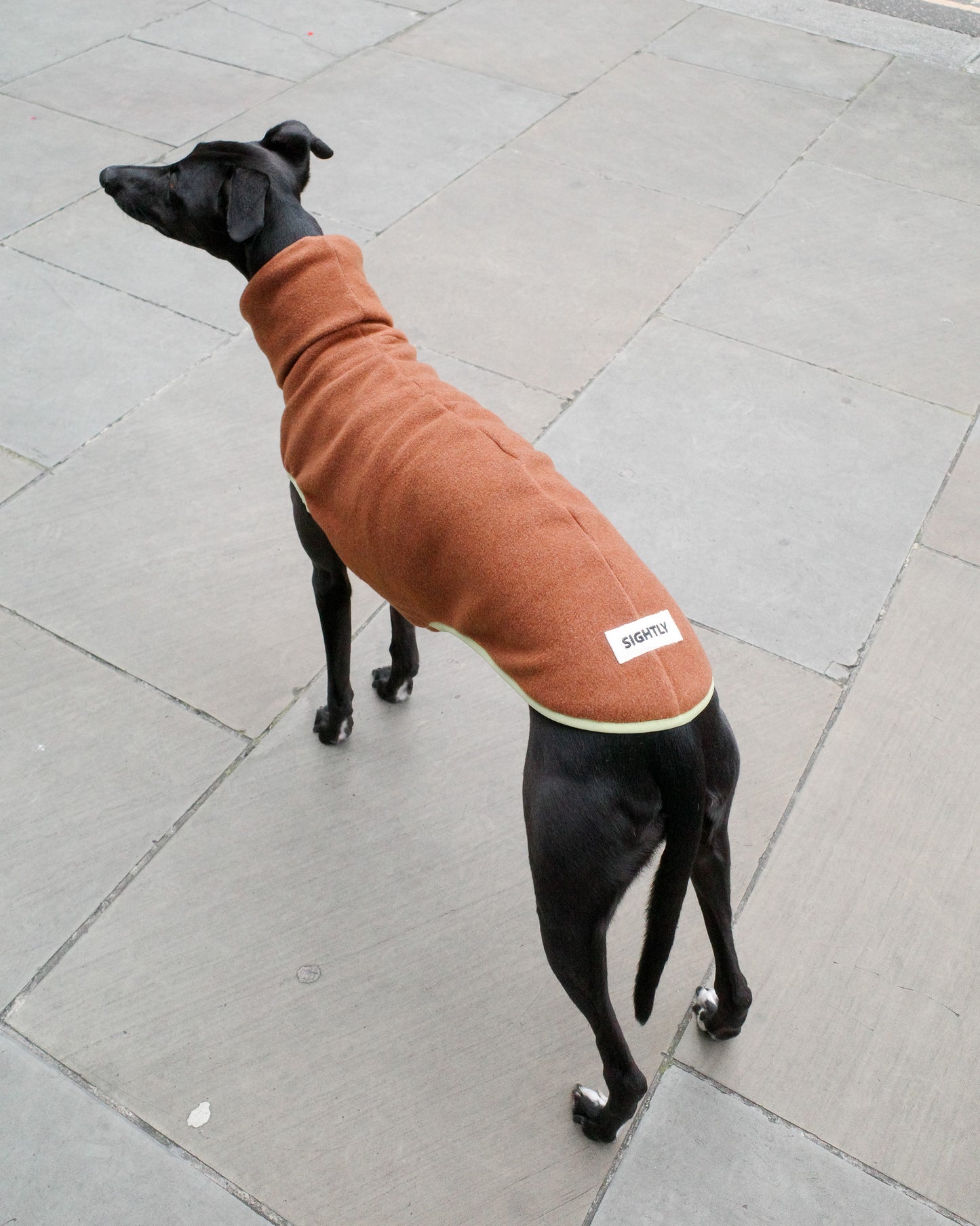 Italian Greyhound Fleece