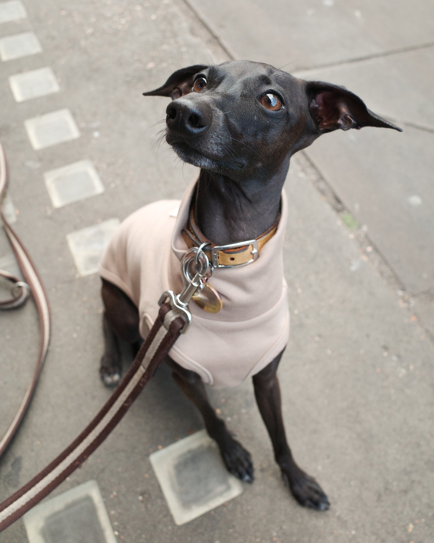 Italian Greyhound Sleeveless Jumper
