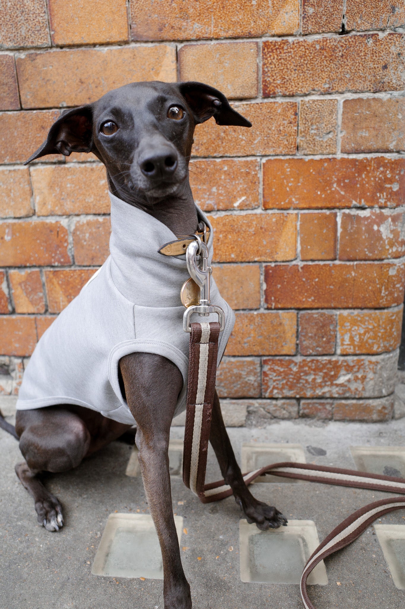 Italian Greyhound Sleeveless Jumper