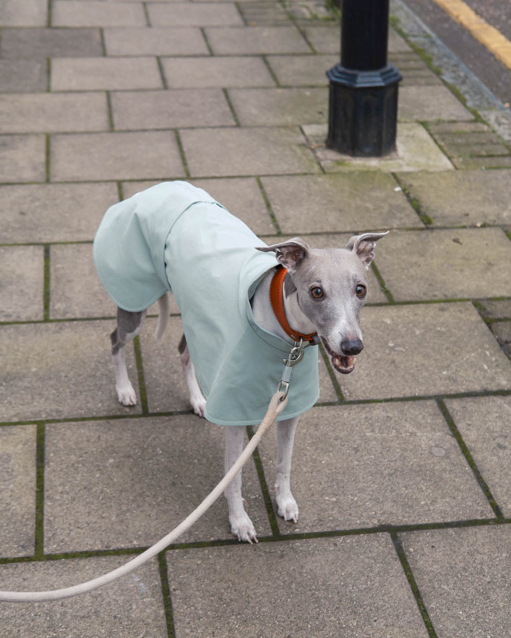 The front view of the Whippet Waterproof Coat in Teal