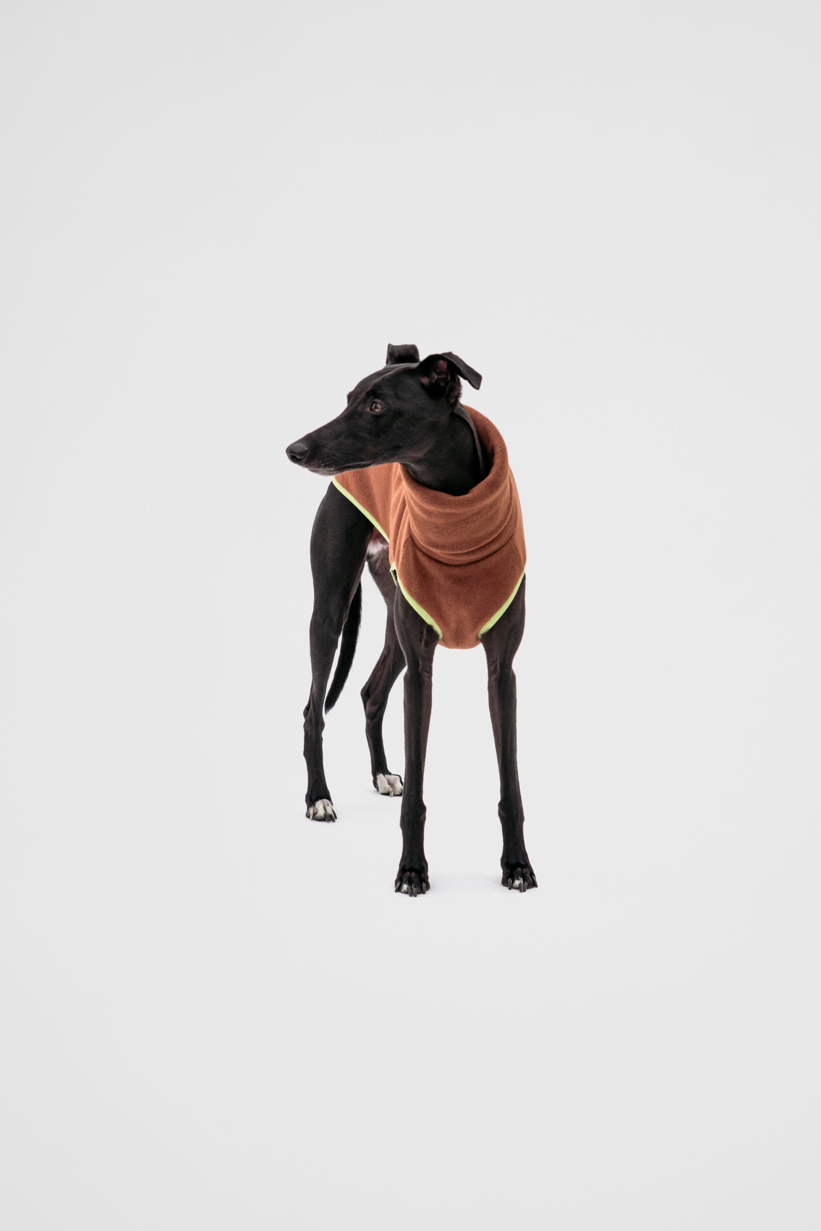 Whippet wearing a brown fleece on a white background
