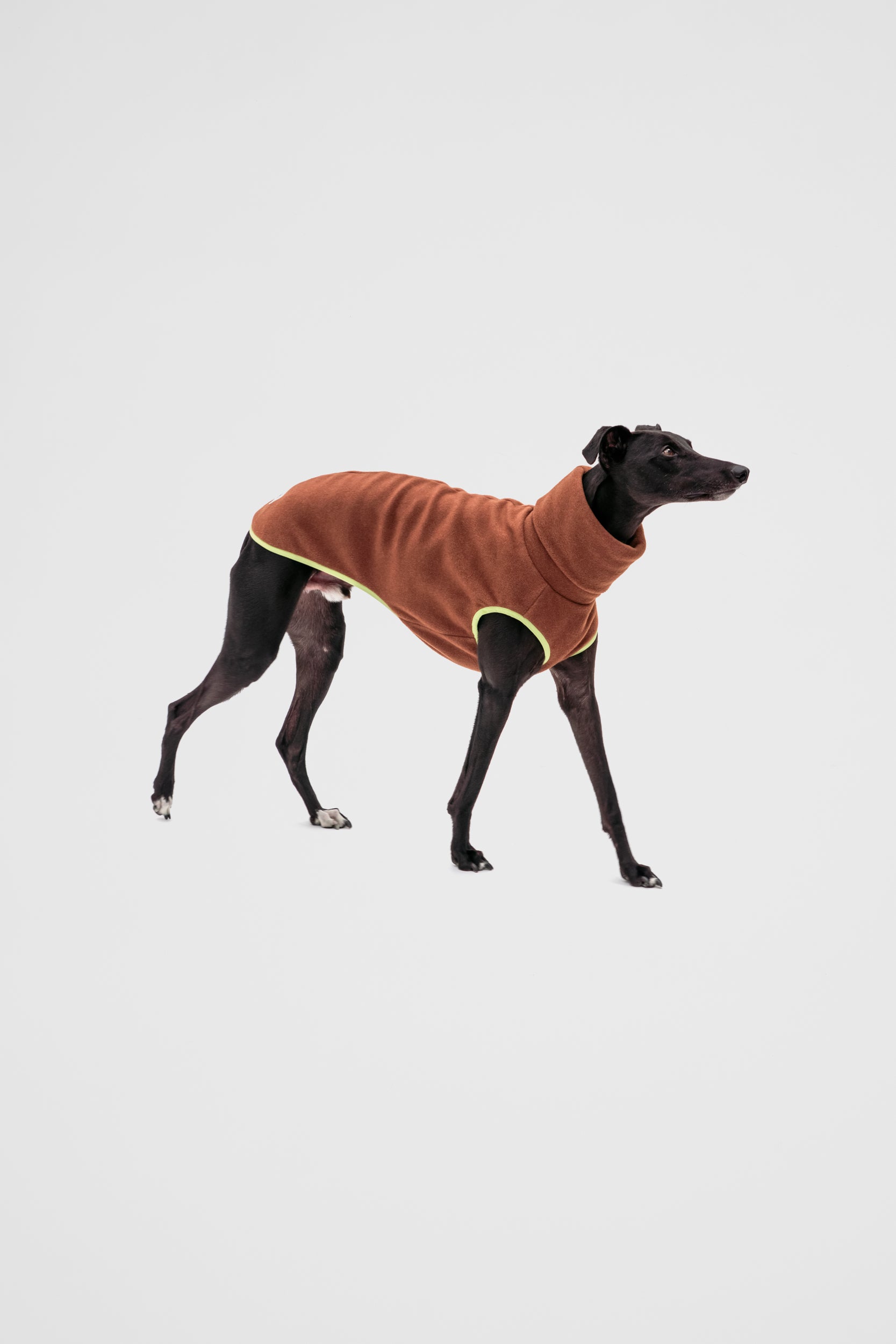 Sighthound wearing a brown fleece coat 