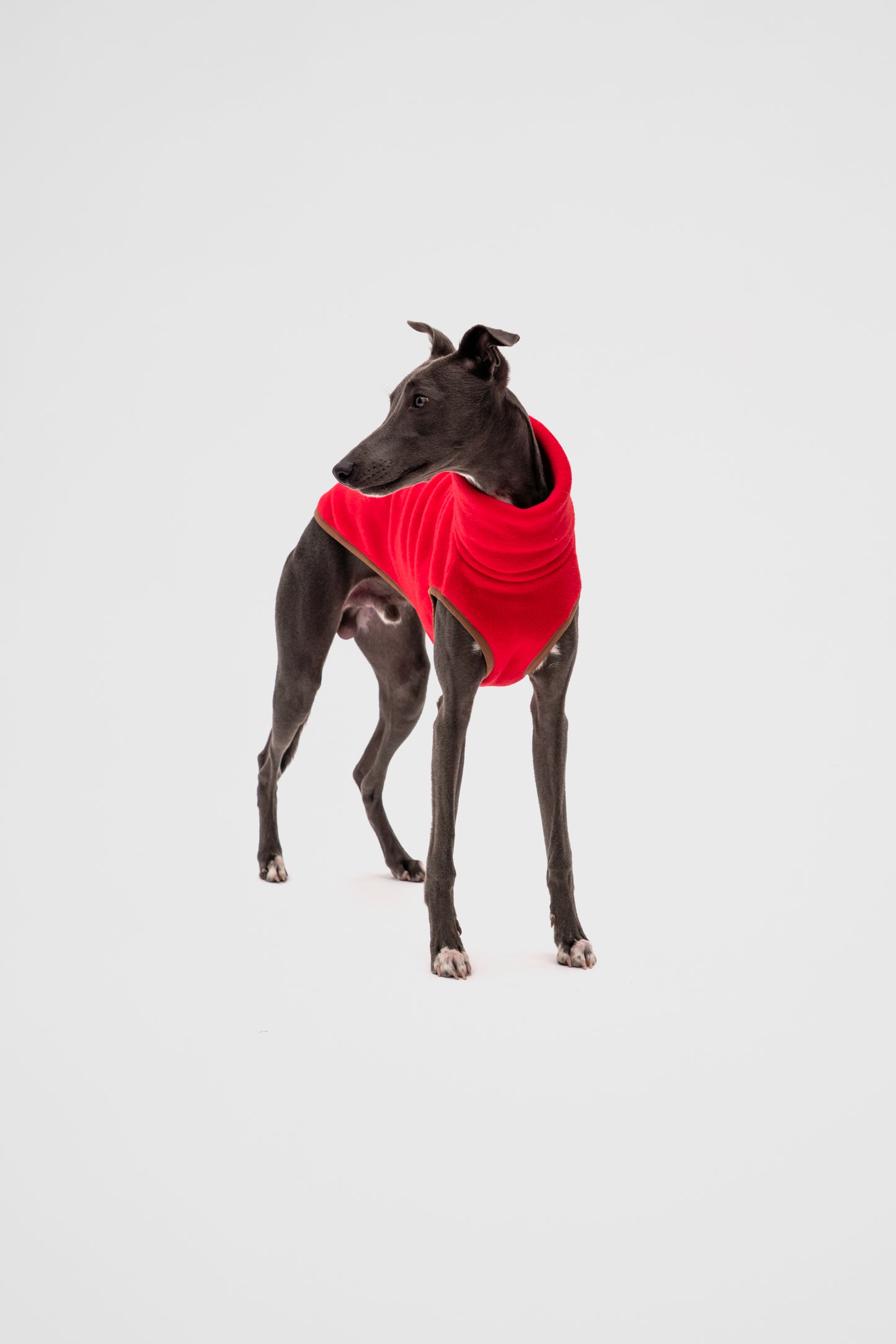 Italian Greyhound Fleece