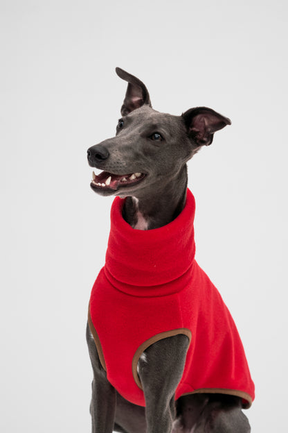 Whippet wearing a red fleece 