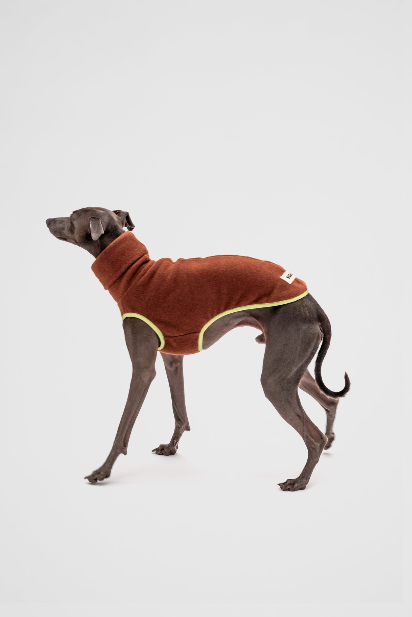Italian Greyhound Fleece
