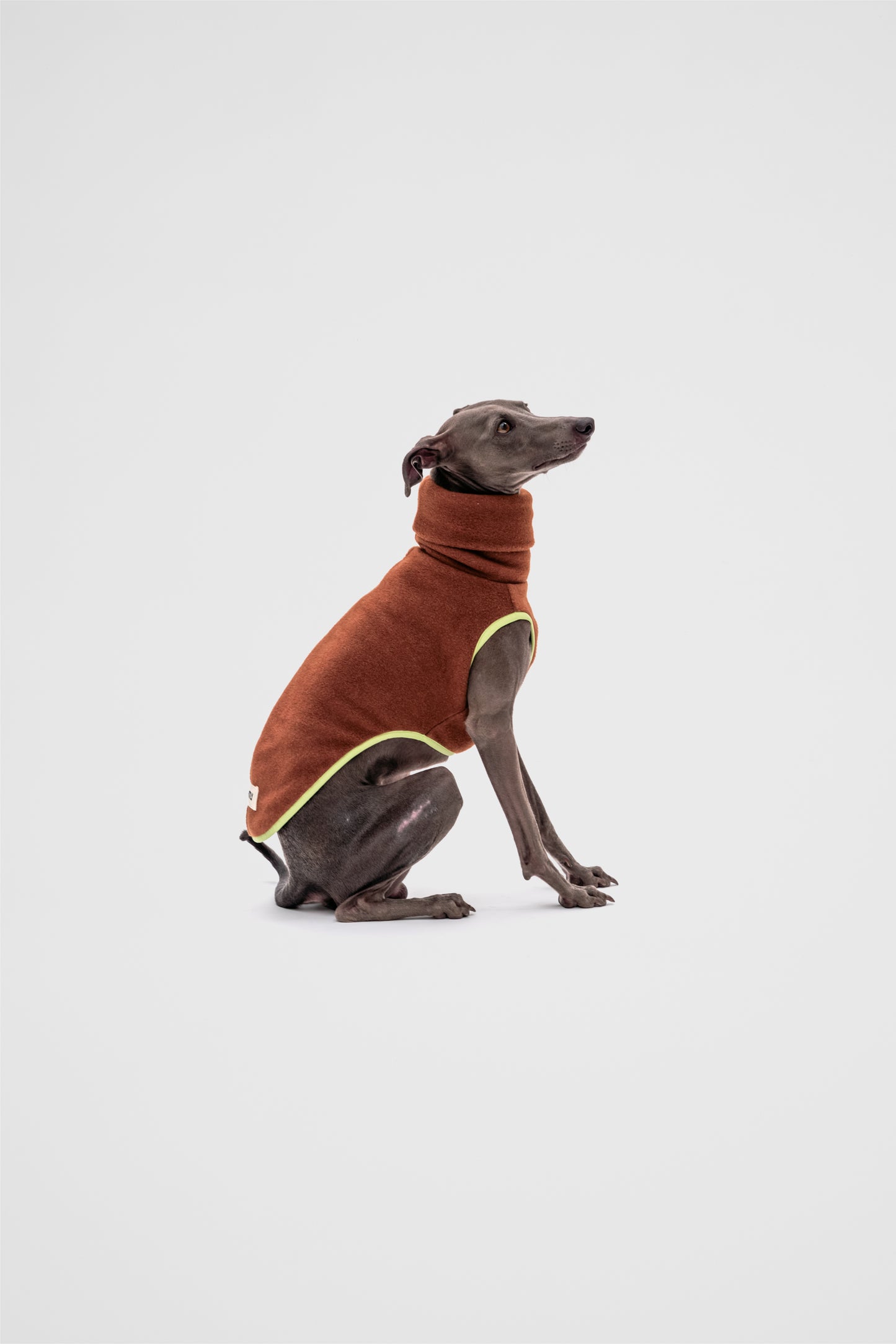 Italian Greyhound Fleece