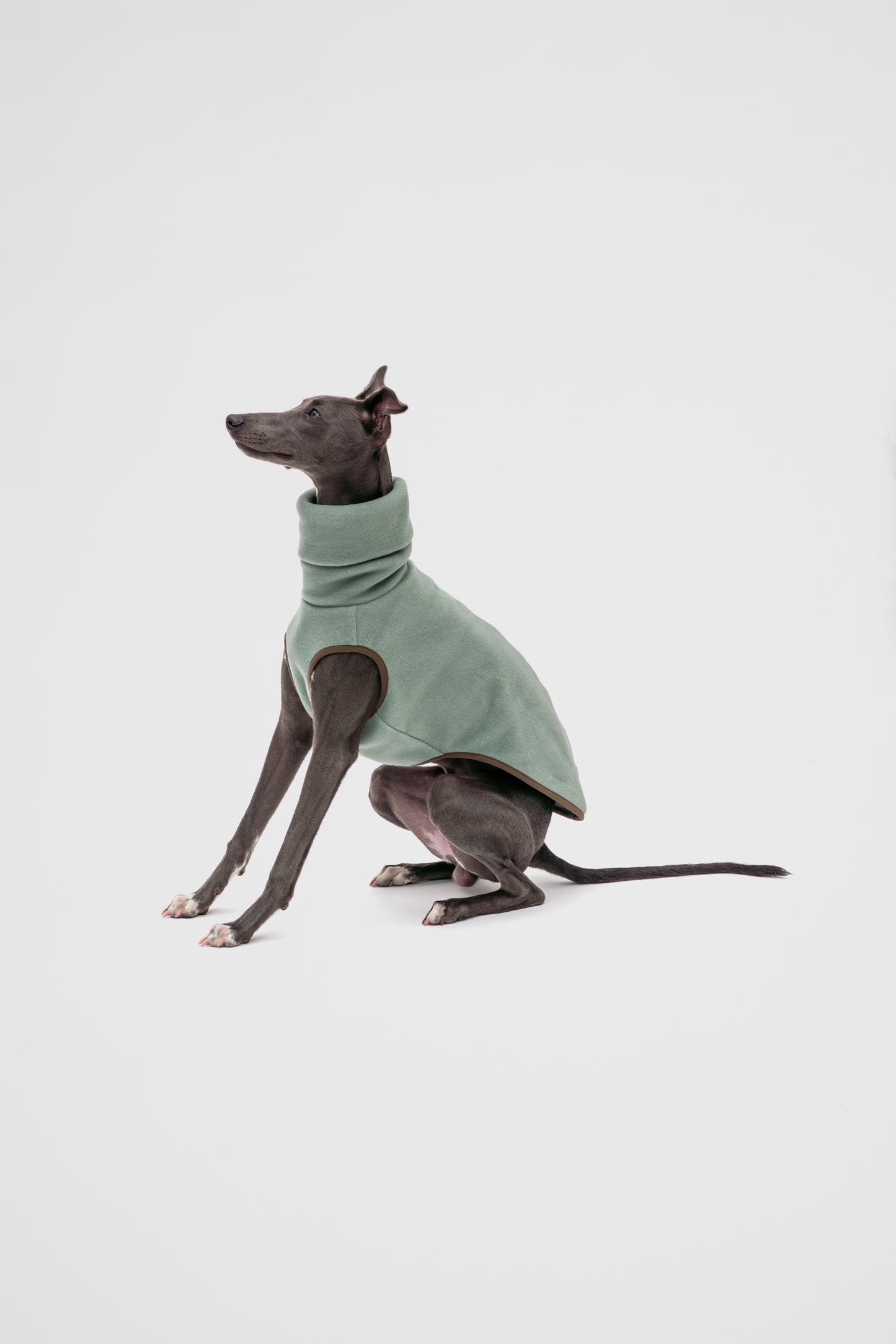 Italian Greyhound Fleece