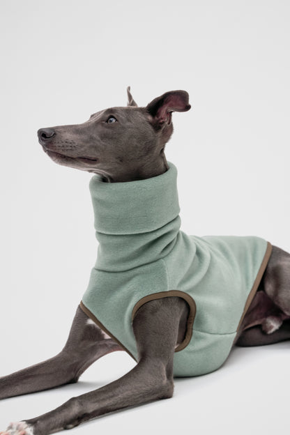 Dog wearing a green sweater on a white background