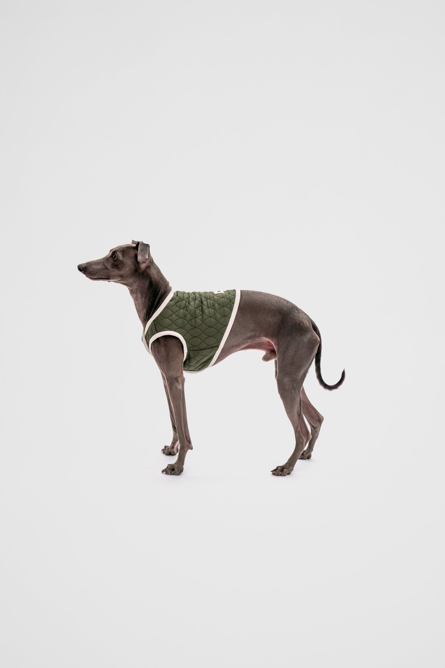 Italian Greyhound Quilted Vest