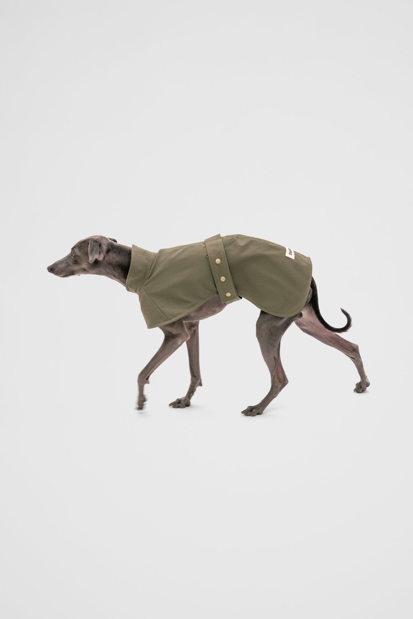 Italian Greyhound Waterproof Raincoat