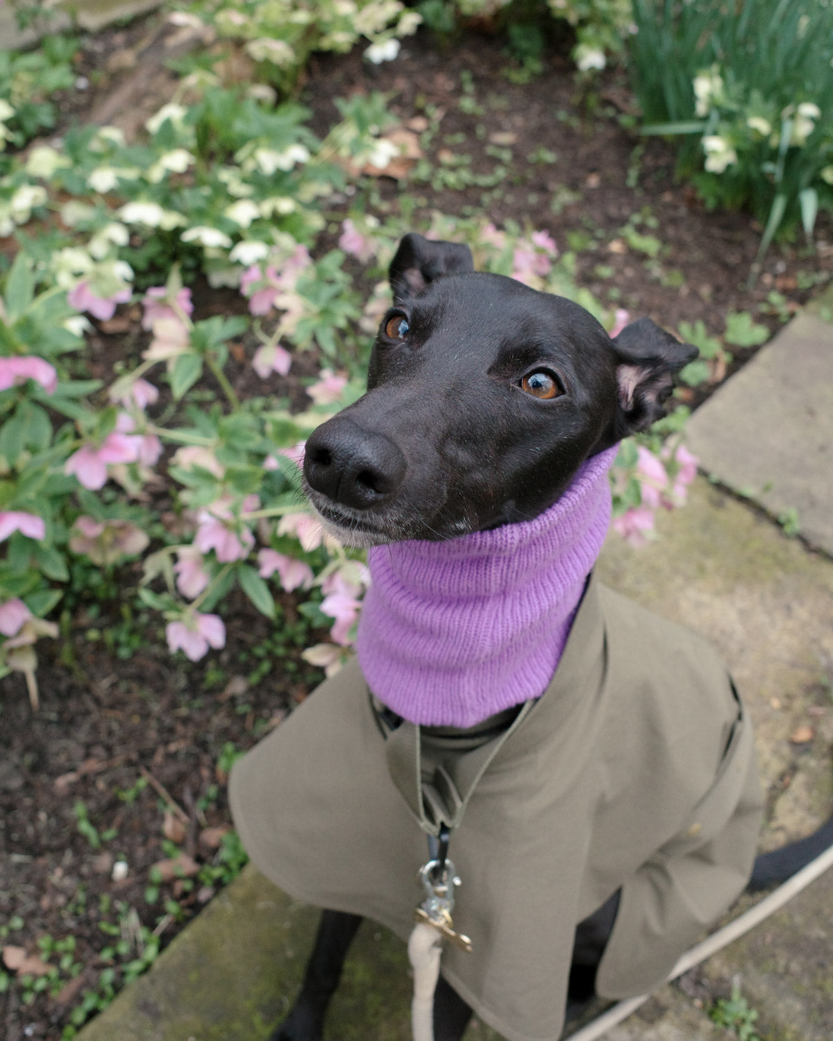 Purple Whippet Snood pairing with the Sightly Whippet Raincoats in Olive