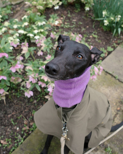 Purple Whippet Snood pairing with the Sightly Whippet Raincoats in Olive