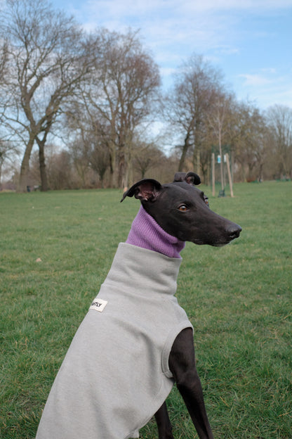A black whippet in a grey Sleeveless Whippet Jumper with a Purple Whippet Snood