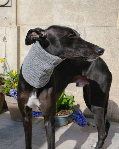 Whippet accessories - grey whippet snood