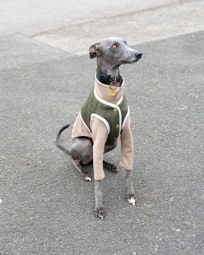 A blue whippet wearing the green Quilted Vest and layered with the 2-Legged Jumper in Beige